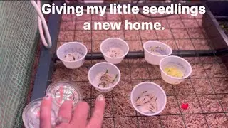 Transplanting Petri Dish Seedlings! 🌱 Step-by-Step Guide to Giving Them a New Home