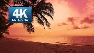 Summer sun sundown on palms beach coast 4K video. Atlantic Ocean palm trees beach sundown sea.