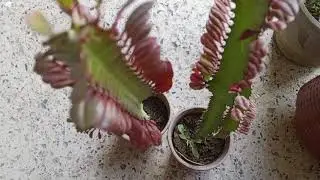 نبات الفربيون   او نبات الفربيون افريقي نبات من عصاريات Euphor biatrigona