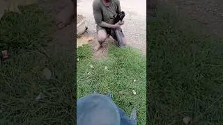 🐠hunting and fishing big catfish #fishunting #catfish #fishing #fish #viral #shorts #tharufishing