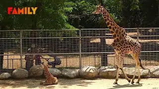 Zoo de la Palmyre, un refuge pour les animaux sauvages