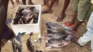 Fishing Srilanka/Malu/ Amazing Fishing Methods/lankan fish catching/Fish Catching/lankawe malu
