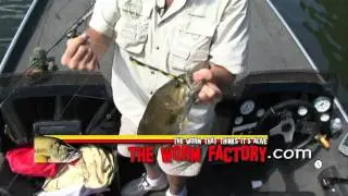 The Worm Factory