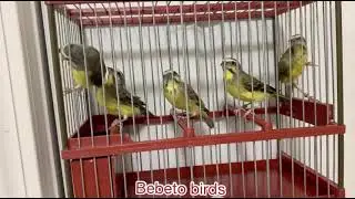 Green singer-Serinus mozambicus.All of them are babies