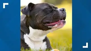 Whereabouts of dog taken by volunteer from Harrisburg Humane Society unknown