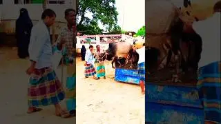 songi music media#S#funny video# short video#viral video# shots#bangla