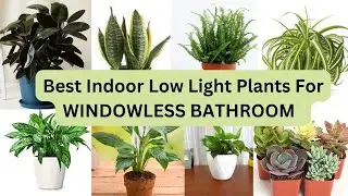 Best Plants For Bathroom With No Window /Low Light High Humidity Plant/Bathroom Plants/Land Of Ideas