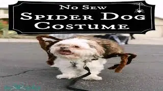 Pets in Halloween Costumes😇Pets Funny Moments in HALLOWEEN COSTUMES😆Try Not To Laugh😇Cutest Pets😅