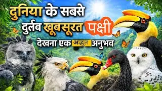 Top 10 Rare & Beautiful Birds Part 2 | दुनिया के सबसे दुर्लभ और खूबसूरत पक्षी | Hindi Documentary