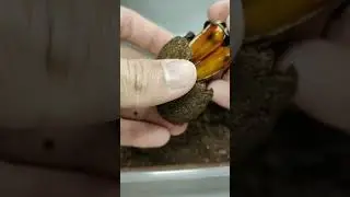 Opening cocoon of Mecynorhina torquata ugandensis