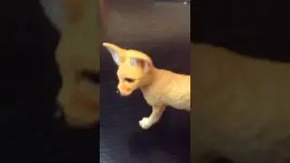 Rob lox death sound remix fennec fox version