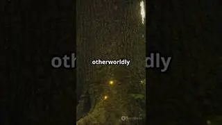 The forest glows at night?😱 #tree #nature #forest #earth #illusion #brazil #facts #natureworld #dear