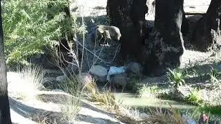 Javelina Handshake-Javelina Squadron Eating Palm Dates In The Park