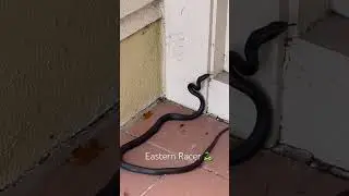Eastern Racer snake