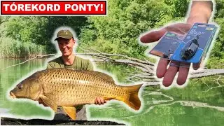 🐳TÓREKORD🐳- Hogyan horgásszunk methoddal?🤔 - Modern pontyhorgászat🌳 (1.rész)