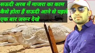 कुवैत में ऊंट का काम कैसे करते है | how camels work in kuwait |