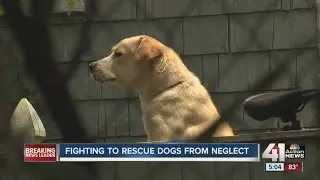 Dog group calls for more humane Animal Control Department after lab with lesions is returned to owne