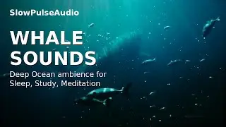 Deep Ocean Whale Sounds for Relaxation and Focus (Underwater Soundscape)
