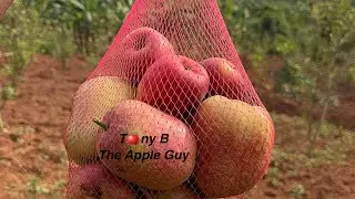 Growing Red Apples In Uganda 🇺🇬