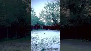 #snowfall #asmrsounds #relax #birdwatching