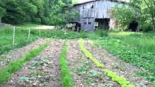 Nettles and Comfrey @ Long Hungry Farm