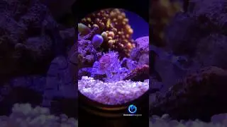 Spying in for some micro-reef action in the MicroTank Artisan P-1G. Filmed with ReefLens MKII PRO.