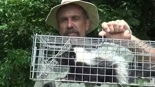 Happy Skunk 