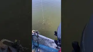 SCHOOL OF PERCH IN NORTHERN ONTARIO #canada #fishingcanada #fishing #perch #ontario