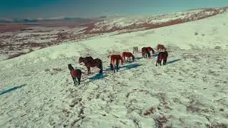 Wild horses of Livno galloping in snow | Bosnia and Herzegovina | [4K] Aerial Cinematic Drone Video