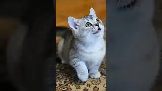Silly Cat #kitty #cat #cute #adorable #cutecat #viral #cuteanimal #petsunited #shorts #cutepet