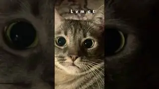 Zelda the cat