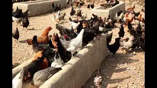 Modern Free Range Organic Desi Chicken Farming Part I | Eva-Anna Farms
