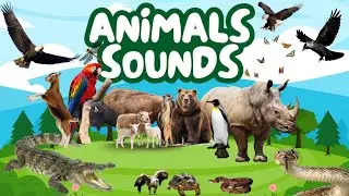 Animals Sounds | Animals name | Farm Animals | Wild Animals | Jungle Animals | Birds | Sea Fish