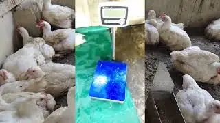 Регулярное кормление бройлеров и ежедневная раздача корма способствуют быстрому набору веса.