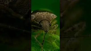 #macro photo of this beautiful #stinkbug #shieldbug #macrophotography #naturephotography
