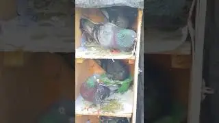 Kabutar vloge#pigeon #pigeonbreeds #kabutar #cage #kabootar #oldlinepigeons #tumblerpigeons #shorts