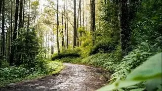 Relaxing Forest Path 🌿 1 Hour Nature Ambience for Study, Sleep & Relax