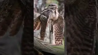 Птица Козодой обыкновенный | European Nightjar