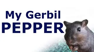 My Gerbil, PEPPER!