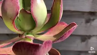 Aeonium Marnier Lapostolle (Roscov)