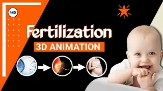 Fertilization (Conception) Process | गर्भधारण प्रक्रिया | Pregnancy Process In Hindi | #pregnancy