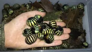 Roly Poly Pill Bug