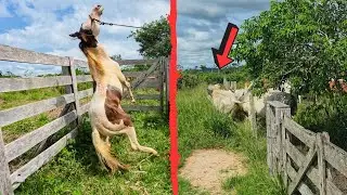 EM SEGUNDOS QUASE ACONTECEU UMA TRAGÉDIA! PRIMEIRA VEZ MEXENDO COM MEU POTRO XUCRO