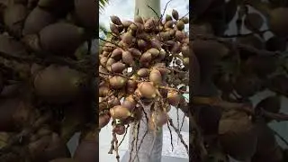 #flowers #and #fruits #of foxtail palm (Wodyetia bifurcata) Orion Lagoon #ipswich #queensland