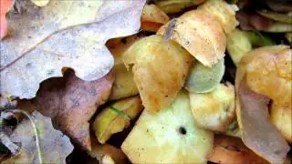 Roofvlieg vangt Suzuki fruitvlieg