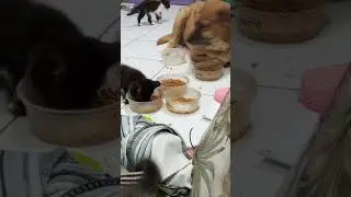 anjing penjaga kitten