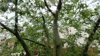 Summer storm Poly in The Hague, 5 July 2023, The Netherlands. Storm & just one tree. Storm ambience.