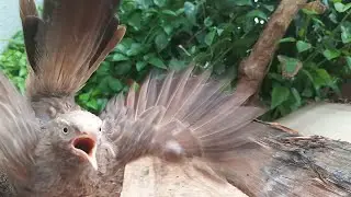 Squirrel vs. Bird: Backyard Food Feud