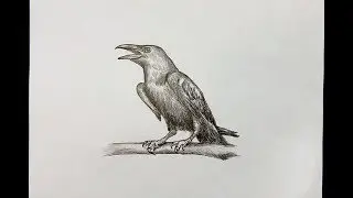 how to draw Crow || Crow drawing step by step