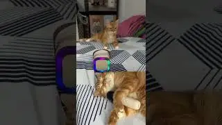 #The snoring sound of the cat😅funny clip😂/fyp#foryou🥰
